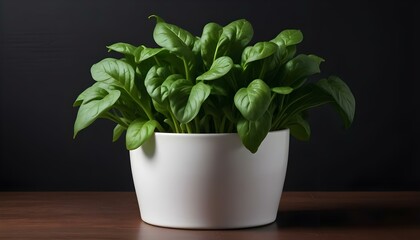 Obraz premium A vibrant spinach plant flourishes in a white pot, creating a fresh, healthy visual.