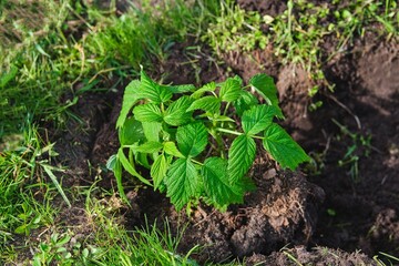 Planting remontant raspberry seedlings in a permanent place in the garden by dividing the bush in spring. Gardening, garden plot, farming.