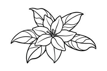 Jasmine Dreams A Journey Through Fragrance and Peace