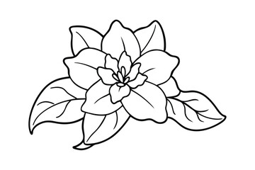 Jasmine Dreams A Journey Through Fragrance and Peace