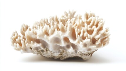 Coral Specimen Close-up