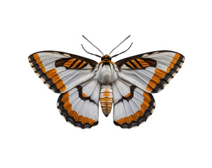 Fototapeta premium Detailed close up of a tiger moth showcasing its striped wings and intricate patterns offering a captivating glimpse into the beauty of wildlife and nature