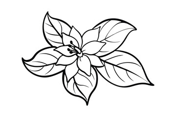 Jasmine Dreams A Journey Through Fragrance and Peace