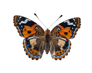 Detailed close up of a Painted Lady butterfly showcasing intricate patterns and vibrant colors on its wings against an isolated scene providing high contrast