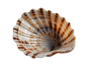 Detailed Close-Up of a Slit Shell, Exploring the Intricate Patterns and Textures of an Ancient Marine Form, Revealing the Beauty of Natural History