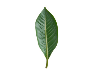 Fototapeta premium Detailed depiction of a ginger plant leaf showcasing its lance-shaped form and vibrant green color against a contrasting isolated presentation emphasizing its unique characteristics
