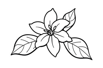 Jasmine Dreams A Journey Through Fragrance and Peace