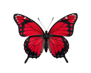 Detailed Image of a Crimson Rose Butterfly Displaying Its Unique Red and Black Wing Pattern Against a Plain backdrop, Perfect for Nature Enthusiasts
