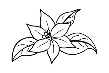 Jasmine Dreams A Journey Through Fragrance and Peace