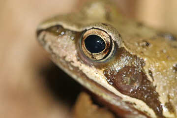 Toad on the ground in close up	
