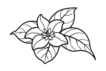 Jasmine Dreams A Journey Through Fragrance and Peace