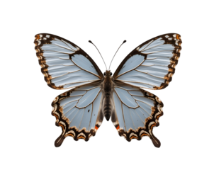 Detailed Macro Photograph of a Comma Butterfly with Ragged Wing Edges, Showcasing Intricate Patterns and Delicate Textures on Plain Background
