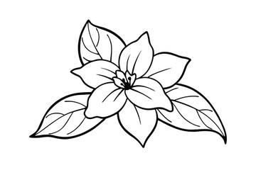 Jasmine Dreams A Journey Through Fragrance and Peace