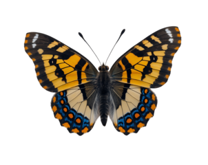 Detailed Portrait of a Checkered Skipper Butterfly Displaying its Intricate Wing Patterns and Vibrant Colors on an Isolated Plane for Scientific and Artistic Pursuits