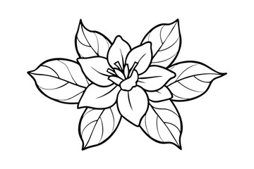 Jasmine Dreams A Journey Through Fragrance and Peace