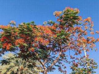 Red Peacock Flower Tree in Spring, Green trees plants with Red flowers, young trees plant in garden...