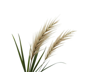 Dramatic Wispy Blades of Grass, A Study in Texture and Light with Delicate Tips, Perfect for Botanical Designs and Artistic Compositions