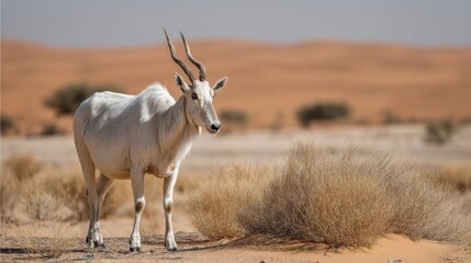 Obraz premium Addax Antelope in the Desert Landscape