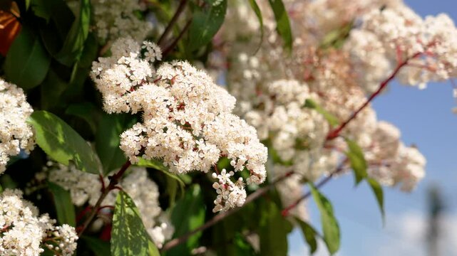 White flowers of a photinia bush with red stems against the sky in spring close up. Blooming ornamental plant