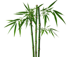 Fototapeta premium Elegant Bamboo, A Trio of Stalks with Delicate Leaves Displaying Graceful Simplicity and Zen Aesthetics, Captured in a Clean, Isolated Studio Setting