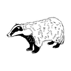 head badger symmetric, sketch vector graphics color picture