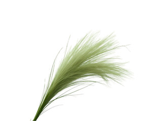 Elegant composition featuring wispy blades of grass with delicate tips, artistically arranged for a natural aesthetic against a stark backdrop, creating a striking visual contrast