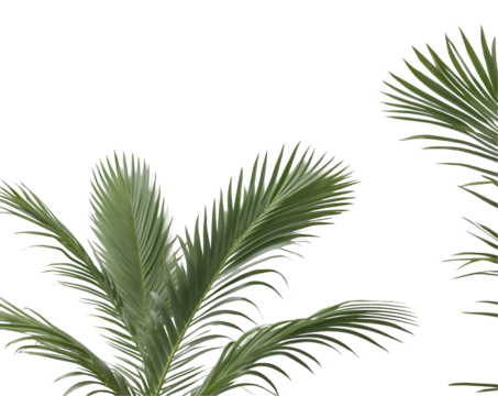 Elegant close-up of parlor palm fronds showcasing intricate leaf patterns and soft textures against a contrasting, isolated backdrop offering design flexibility