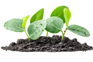 Dew kissed green sprouts emerge from dark soil symbolizing new life and growth against a stark on transparent background