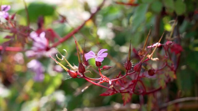 Pink flowers of the wild herb-robert blooming plant. Geranium robertianum or cranesbill inflorescences