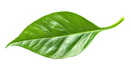 Obraz premium Green Leaf Isolated, cut out transparent