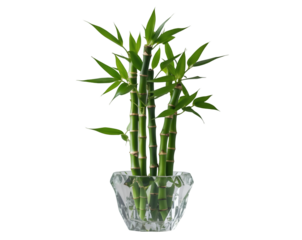 Elegant lucky bamboo arrangement in a crystal pot, showcasing its vibrant green leaves and delicate stems, symbolizing prosperity and tranquility in interior decor