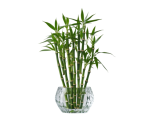 Elegant Lucky Bamboo Arrangement in a Crystal Vase, A Symbol of Prosperity and Tranquility for Home Decor and Wellness, Perfect for Interior Design and Feng Shui