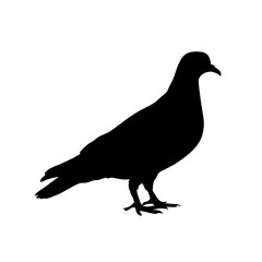 Fototapeta premium Minimalist and detailed silhouette of a pigeon bird standing on the ground