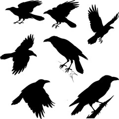 collections of crows silhouettes vector design