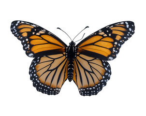 Obraz premium Elegant Monarch Butterfly Close-Up, A Detailed View of Wing Pattern and Delicate Structure in Isolated Plain, Revealing the Beauty of Nature