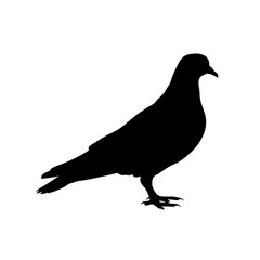 Fototapeta premium Minimalist and detailed silhouette of a pigeon bird standing on the ground