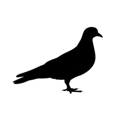 Fototapeta premium Minimalist and detailed silhouette of a pigeon bird standing on the ground