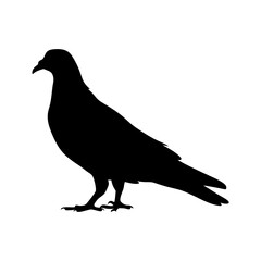 Fototapeta premium Minimalist and detailed silhouette of a pigeon bird standing on the ground