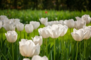 pink and white tulips