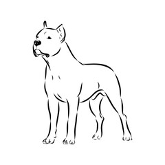 Argentine Great Dane vector sketch beautiful Great Dane line art images