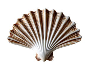 Elegant ribbed fan ark shell radiating beauty and intricate patterns, a captivating marine treasure with a mesmerizing blend of natural design and form