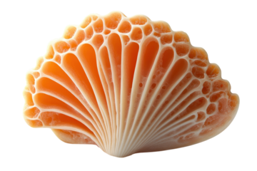 Intricate orange seashell a natural fan like wonder against a black background showcasing on transparent background