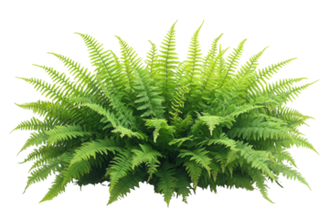 Lush green fern plant isolated on black background vibrant foliage perfect for design projects on transparent background