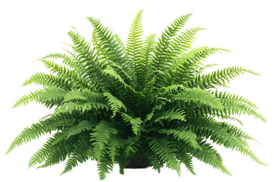Lush green fern plant isolated on black background vibrant foliage detailed texture rich green on transparent background