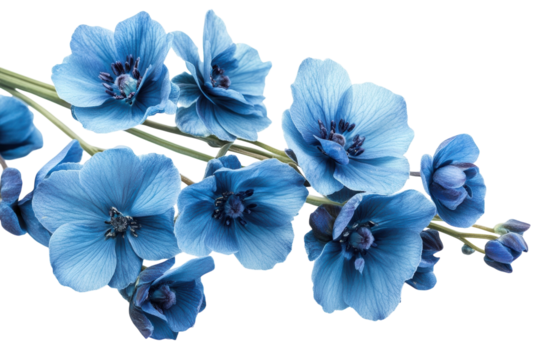 Serene blue flowers against black background delicate petals vibrant hue botanical beauty on transparent background