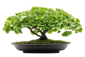 Serene Ginkgo Biloba Bonsai Tree vibrant green leaves meticulously crafted miniature dark on transparent background