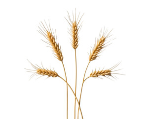 Obraz premium Elegant Wheat Stalks Silhouette, A Minimalist Composition Conveying Simplicity and Natural Beauty against a dramatic space creating a visually striking image