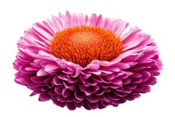 Stunning magenta flower with vibrant orange center isolated on black background exquisite on transparent background