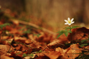 anemone oak among fallen leaves by dreamy bokeh effects 