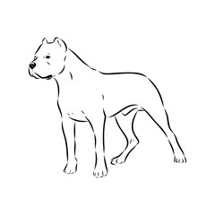 Argentine Great Dane vector sketch beautiful Great Dane line art images